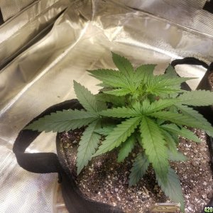 Auto Grow