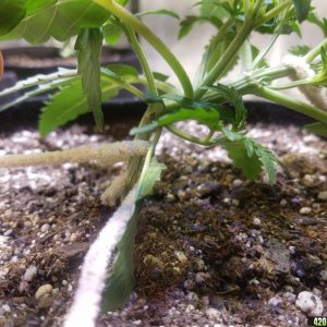 Auto Grow