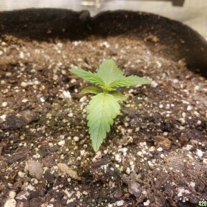 Auto Grow