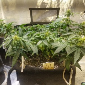 Auto Grow