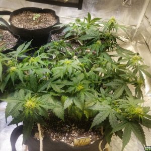 Auto Grow