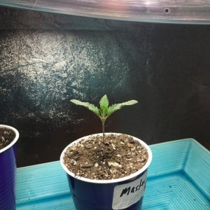 First grow