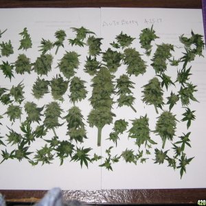 Autoberry harvest 4-25-2017