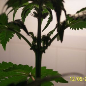 New grow cfl/soil