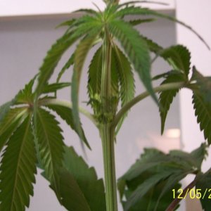 New grow cfl/soil