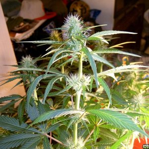 zills hawg kush grow