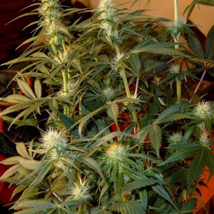 zills hawg kush grow