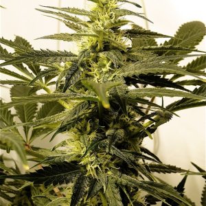 Organic Silver Fox-Pheno #6 (Super Silver Haze x Kali Mist x G.D.P.)