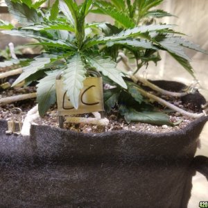 Auto Grow