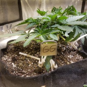 Auto Grow