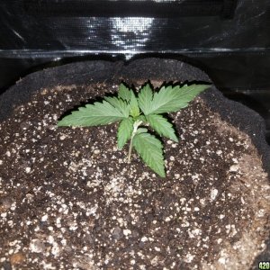 Auto Grow