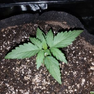 Auto Grow