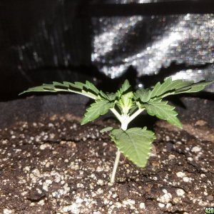 Auto Grow