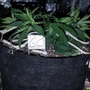 Auto Grow