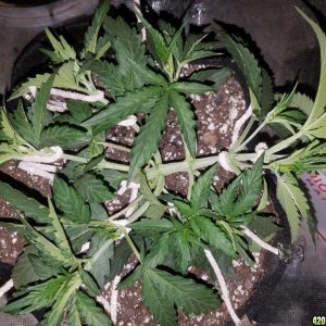 Auto Grow