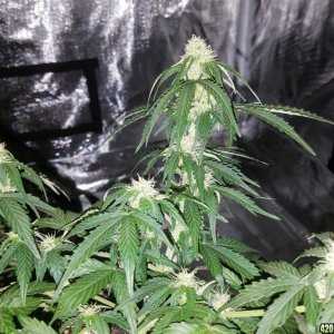 Auto Grow