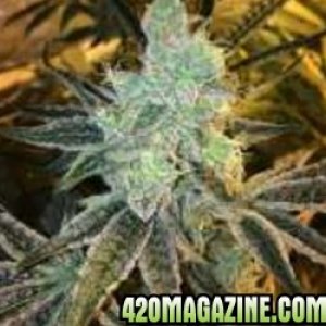 Pictures Of GageGreenGenetics