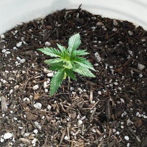 First Time Grow Skunk #1 Fem Autoflower