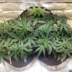 Auto Grow