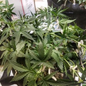 Auto Grow