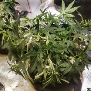 Auto Grow