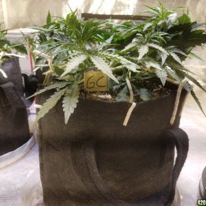 Auto Grow