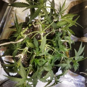 Auto Grow