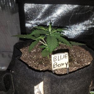 Auto Grow