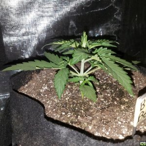 Auto Grow