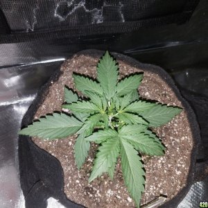 Auto Grow