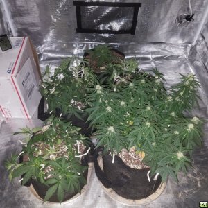 Auto Grow