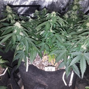 Auto Grow