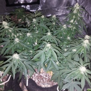 Auto Grow