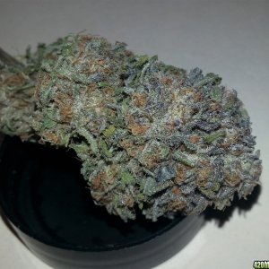 Humboldt Seeds - Bubba's Gift