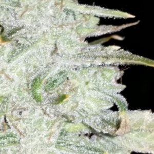 Day 78 AJK Frost