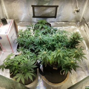 Auto Grow