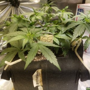 Auto Grow