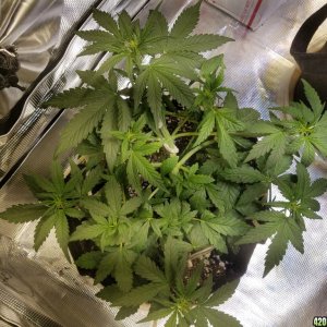 Auto Grow