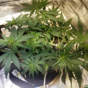 Auto Grow