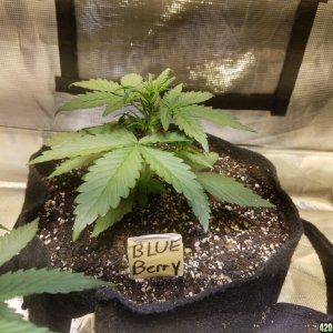 Auto Grow