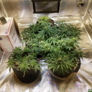 Auto Grow