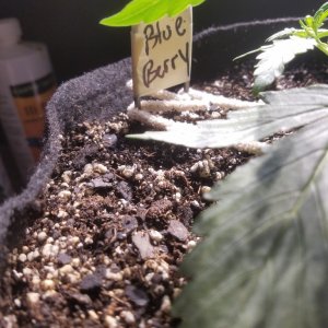 Auto Grow