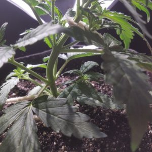 Auto Grow