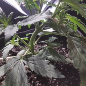 Auto Grow