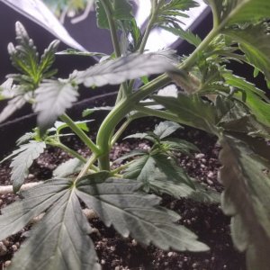 Auto Grow