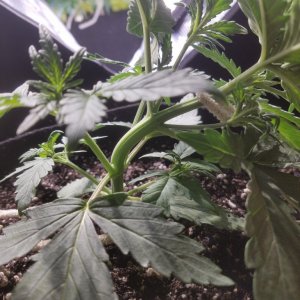 Auto Grow