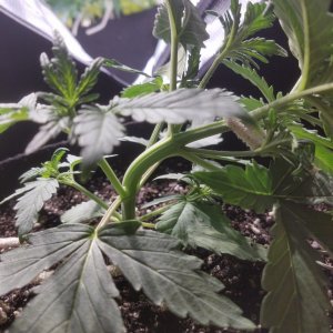 Auto Grow