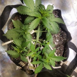 Auto Grow