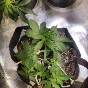 Auto Grow