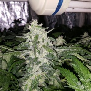 Superskunk1